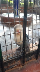 Psittaculidae