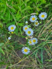Phalacroloma