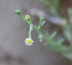 Psilactis brevilingulata