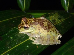 Philautus everetti
