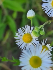 Phalacroloma