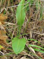 Platanthera brevicalcarata