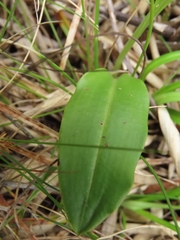 Platanthera brevicalcarata