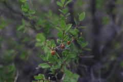 Lonicera microphylla