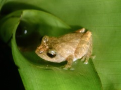 Philautus everetti