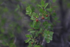 Lonicera microphylla