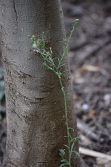 Psilactis brevilingulata