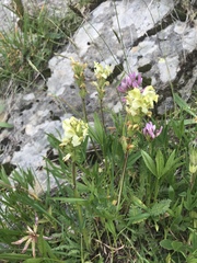 Pedicularis tuberosa