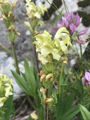 Pedicularis tuberosa