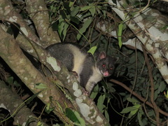 Trichosurus caninus