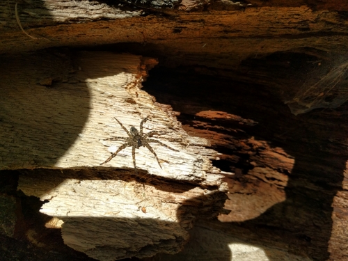 photo of Wolf Spiders And Allies (Lycosoidea)