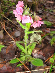 Pulmonaria rubra