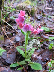 Pulmonaria rubra