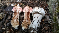 Agaricus benesii