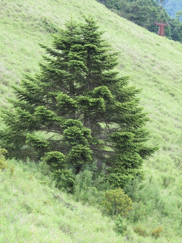 Taiwan fir (Abies kawakamii)