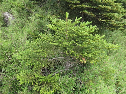 Image of Abies kawakamii by (c) chiuluan, some rights reserved (CC BY)