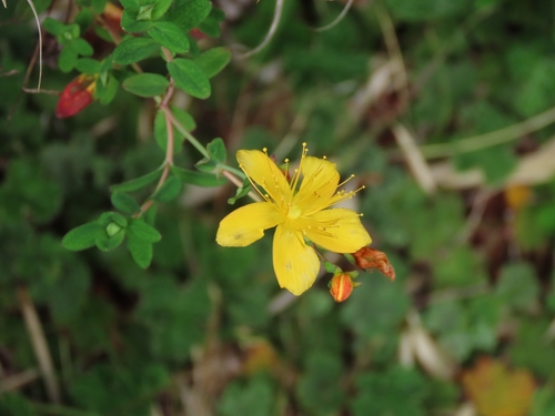 Hypericum nagasawae (Hypericum nagasawae)