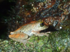 Philautus everetti