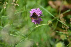 Erebia euryale