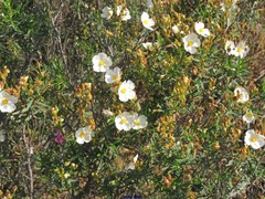 Cistus clusii