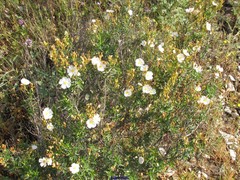Cistus clusii