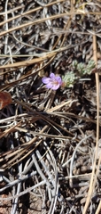 Penstemon caespitosus desertipicti
