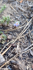 Penstemon caespitosus desertipicti