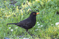 Turdus merula