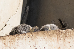 Columba livia domestica