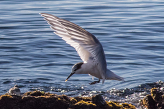 Thalasseus sandvicensis