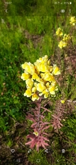 Linaria vulgaris