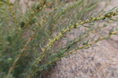 Suaeda foliosa