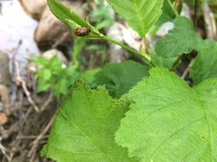 Chrysomela mainensis