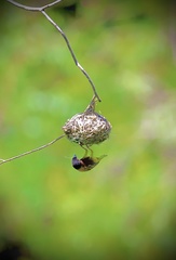 Ploceus jacksoni