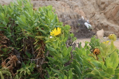 Grindelia glutinosa
