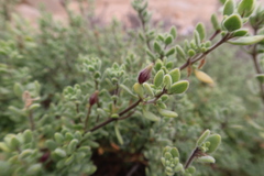 Nolana pilosa