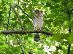 Accipiter cooperii