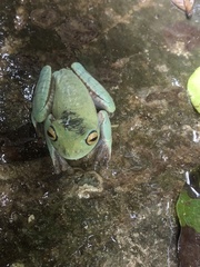 Boana heilprini