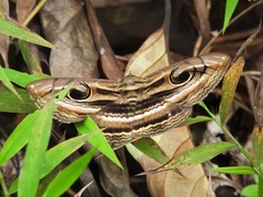 Spirama helicina