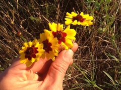 Coreopsis tinctoria tinctoria