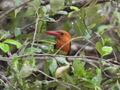 Pelargopsis amauroptera