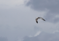 Ichthyaetus audouinii