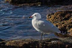 Ichthyaetus audouinii
