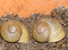 Zachrysia provisoria