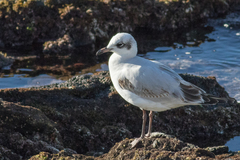 Ichthyaetus melanocephalus