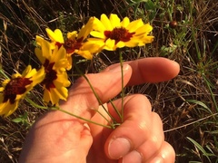 Coreopsis tinctoria tinctoria