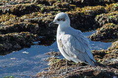 Ichthyaetus melanocephalus