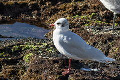 Ichthyaetus melanocephalus