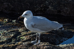 Ichthyaetus audouinii