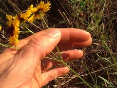 Coreopsis tinctoria tinctoria